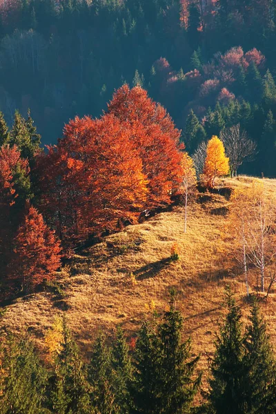 Оранжевый Зеленый Красный Цвета Осенних Листьев Леса Карпатах — стоковое фото