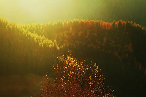 カルパティア山脈の秋の森のオレンジ 赤の色 — ストック写真