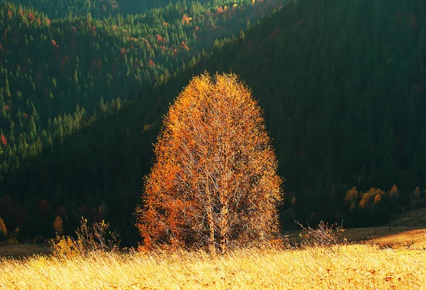 Fantástico Día Soleado Las Montañas Vista Del Árbol Dorado Otoño —  Fotos de Stock