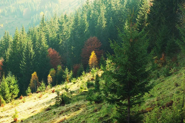 Fantástica Vista Misteriosa Floresta Outono Nos Cárpatos — Fotografia de Stock