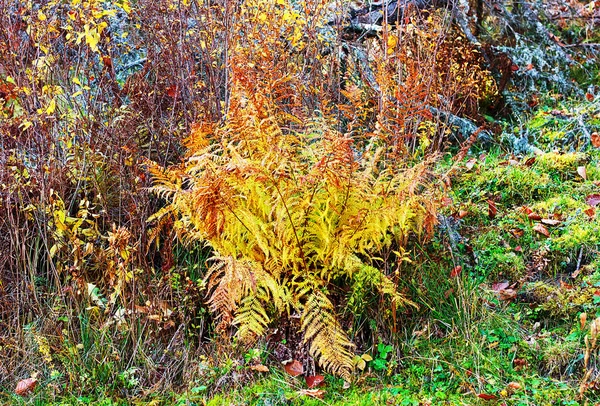 Hermoso Helecho Amarillo Anaranjado Bosque Concepto Otoño —  Fotos de Stock