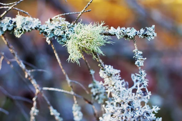 Herbst Makro Komposition Mit Schöner Ungewöhnlicher Trockenpflanze Und Buntem Hintergrund — Stockfoto