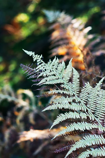 Fleur Blanche Dans Les Alpes Suisses Klontalersee Suisse