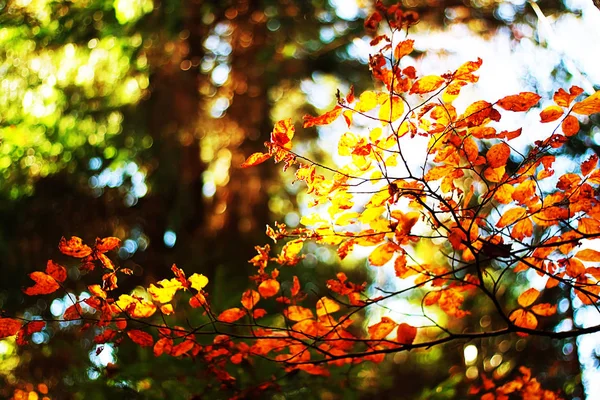 Composição Macro Outono Com Folhagem Multicolorida — Fotografia de Stock
