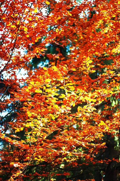 Orange, green and red colours of autumn forest leaves in Carpathian mountains