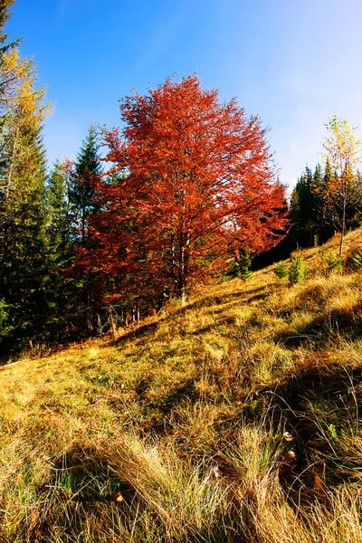 Солнечный День Горах Вид Осенний Лес Карпатах — стоковое фото