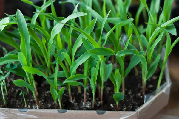 Plántulas Maíz Verde Joven Una Caja — Foto de Stock