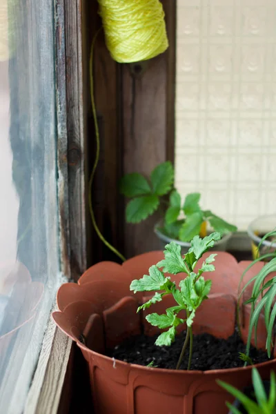 Cosy Balcony Garden Flowers Front Window — Stock Photo, Image