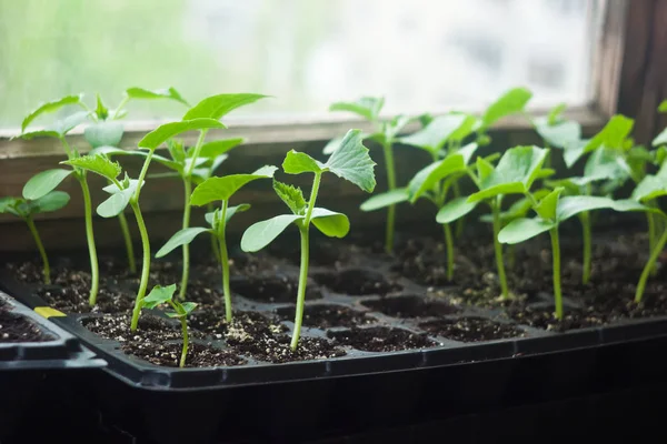 Zucchini Young Green Seedlings Cassettes — Stock Photo, Image