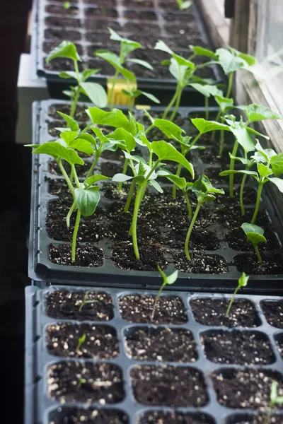 Plántulas Jóvenes Verdes Calabacín Casetes — Foto de Stock