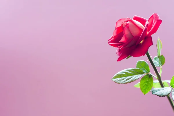 Nádherná Růže Růžové Pozadí Kopií Prostor — Stock fotografie