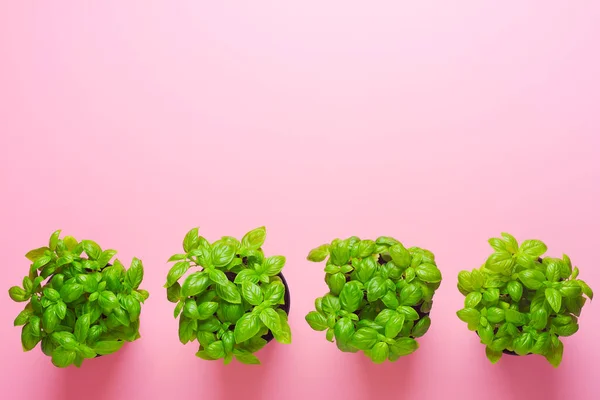 Albahaca fresca en macetas sobre fondo rosa. Fondo alimenticio o concepto de jardinería casera. Colocación plana, espacio de copia — Foto de Stock