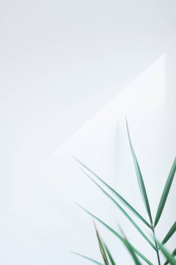 Palmiye yaprakları şablonu, tropikal yaz arkaplanı metin için bir boşluk