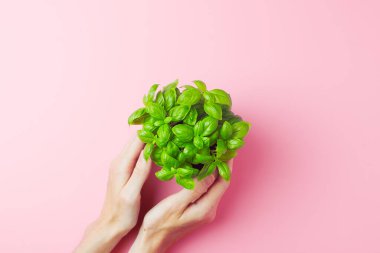 Pembe arka planda taze fesleğen tutan kadın eller. Yemek geçmişi ya da bahçe işleri. Düz yat, boşluğu kopyala