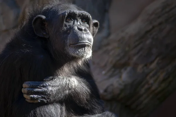 Wilde Afrikanische Tiere Schimpansen — Stockfoto