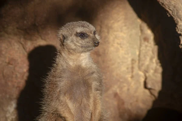 Especie Tier Suricata Suricatta — Stockfoto