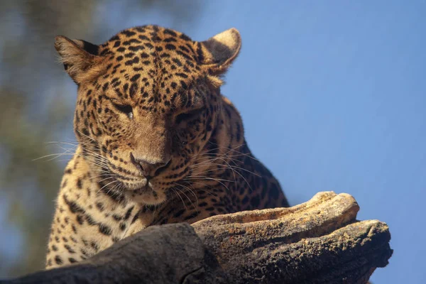 Vilda Afrikanska Djur Leopard — Stockfoto