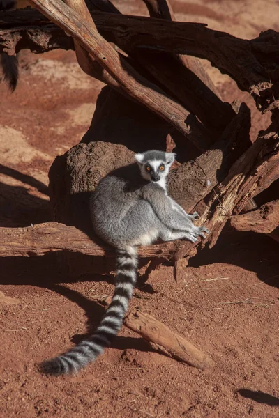 Vilda Djur Ringstjärtad Lemur — Stockfoto