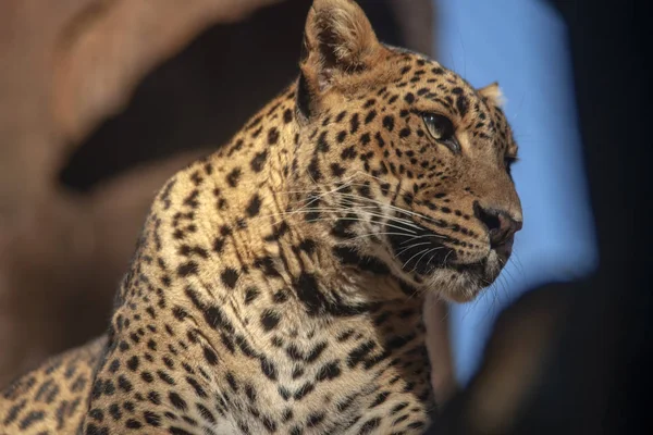 Дикие Африканские Животные Леопард — стоковое фото