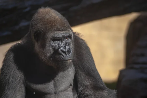 Wild African Animals Gorilla — Stock Photo, Image