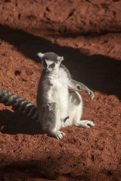 Wilde Dieren Ring Staart Lemur — Stockfoto