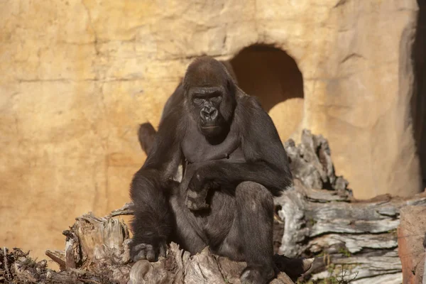 Wild African Animals Gorilla — Stock Photo, Image