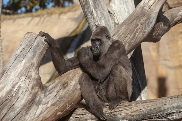 Vahşi Afrika Hayvanları Goril — Stok fotoğraf