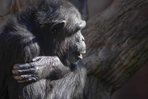 Wild African Animals Chimpanzee — Stock Photo, Image