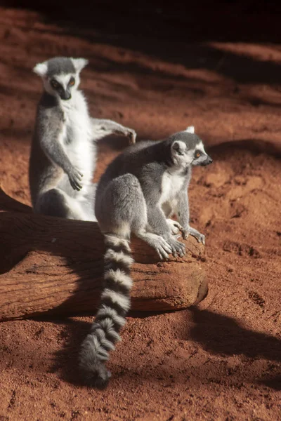 Divoká Zvířata Lemur Prstenem — Stock fotografie