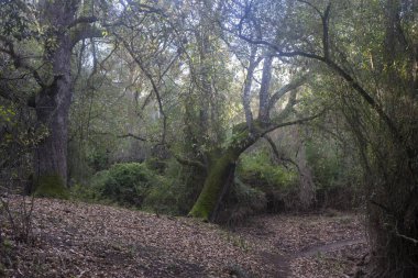 Cadiz ilinde Alcornocales Doğal Parkı, Endülüs