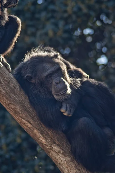 Vahşi Afrika Hayvanları Şempanze — Stok fotoğraf