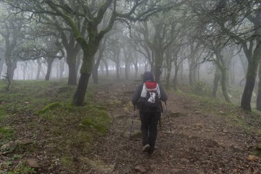 Yürüyüşçü ağaçlar ve sis arasında bir ormanda yürüyüş