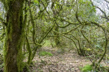 Alcornocales, Endülüs 'ün doğal parkının içindeki Jurassic Ormanı