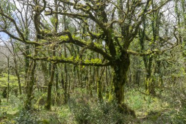 Alcornocales, Endülüs 'ün doğal parkının içindeki Jurassic Ormanı