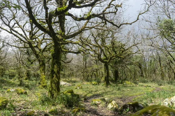 Floresta Jurássica Dentro Parque Natural Dos Alcornocales Andaluzia — Fotografia de Stock