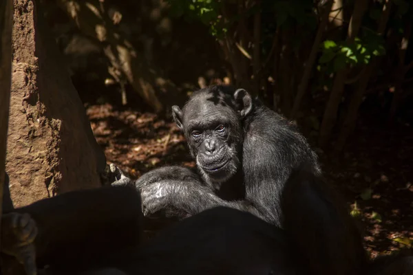 Wild African animals, chimpanzee