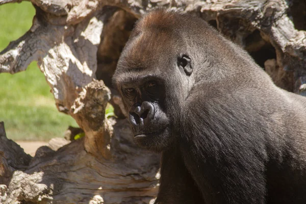 Vahşi Afrika Hayvanları Goril — Stok fotoğraf