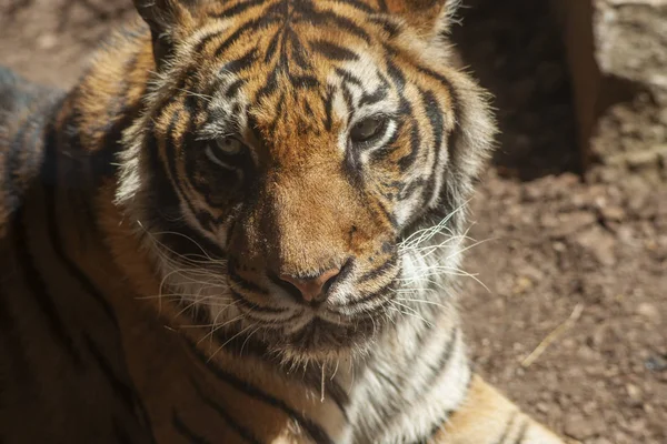 Дикое Животное Суматранский Тигр — стоковое фото