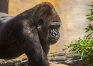 Vahşi Afrika hayvanları, goril
