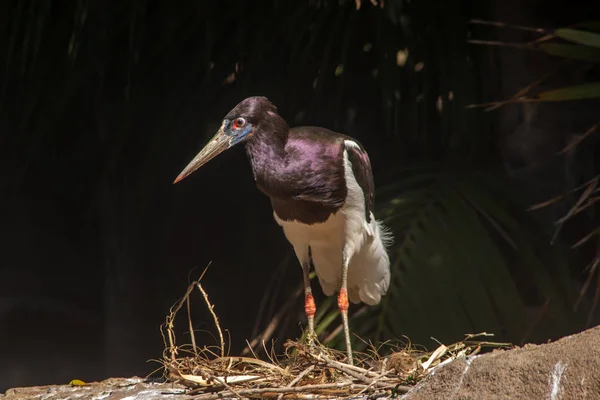 Abdim Storks Exotic Birds — Stock Photo, Image