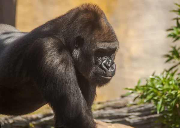 Wild African Animals Gorilla — Stock Photo, Image