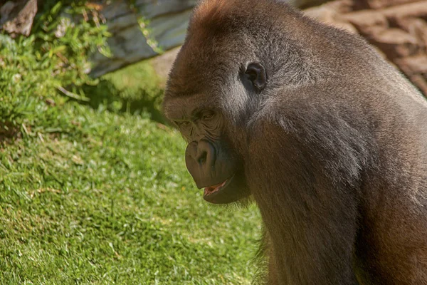 Wild African Animals Gorilla — Stock Photo, Image