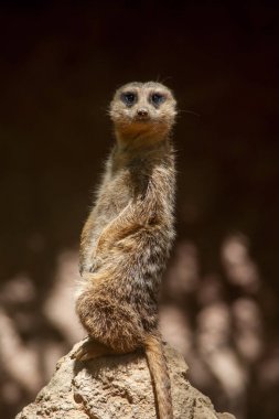 Hayvan Suricata Suricatta.