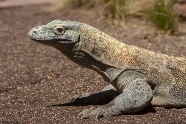 Esaret güzel Komodo ejderha