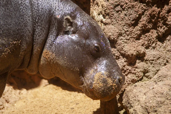 Wild Animal Pygmy Hippopotamus — Stock Photo, Image