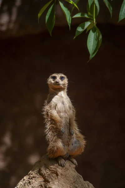 Especie Tier Suricata Suricatta — Stockfoto