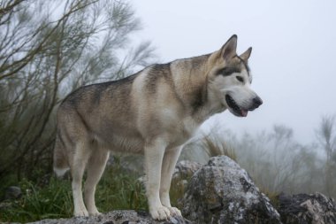 alaskan malamute cins güzel gri kurt köpek