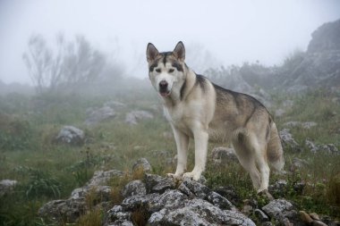 alaskan malamute cins güzel gri kurt köpek