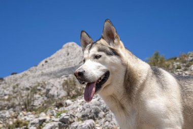 alaskan malamute cins güzel gri kurt köpek