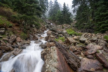 İspanyol köknar Sierra Bermeja, Malaga Tabiat Parkı